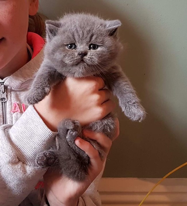 british blue kittens near me