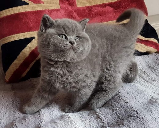 buy british shorthair kitten